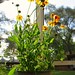Susan Fulton Photo 43