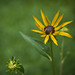 Teresa Evers Photo 8