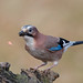 Bird Jay Photo 3