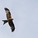 Chris Watlington Photo 6