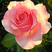 Rosa Leon Photo 27