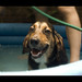 Bert Sweet Photo 6