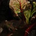 Monica Leaf Photo 6