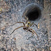 Linda Tarantula Photo 8