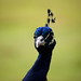 Derek Peacock Photo 13