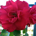 Rosa Rojas Photo 41