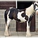 Sam Manes Photo 7