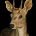 Silvestre Bonilla Photo 1