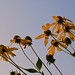 Susan Green Photo 46