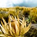 Rose Nieves Photo 26