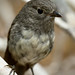Robin Abel Photo 5