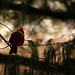 Thomas Burton Photo 28