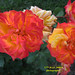 Rose Rojas Photo 27