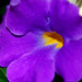 Rosa Aponte Photo 40
