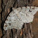 Mark Merwin Photo 3