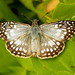 Linda Batey Photo 20