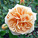 Elizabeth Rivard Photo 26