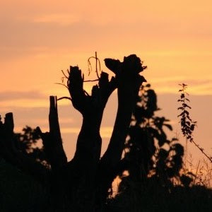 Laura Krause Photo 19