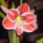 Christine Huff Photo 35