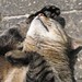 Harry Sommers Photo 11