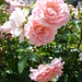 Rose Echevarria Photo 19