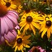 Susan Fiore Photo 39