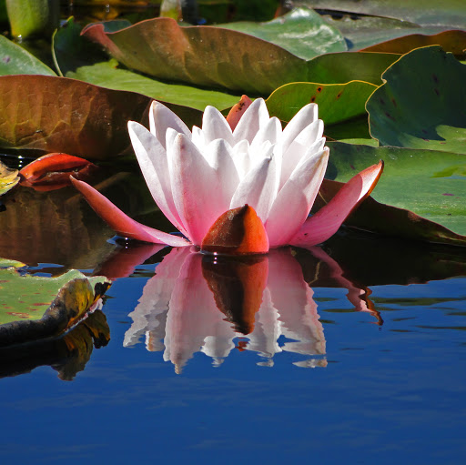 Carol Pina Photo 9