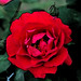 Rose Delgado Photo 47