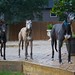 Suzanne Burke Photo 36