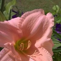 Kathleen Carr Photo 36