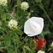 Poppy White Photo 10