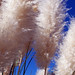 Bobbie Plant Photo 8
