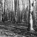 Gerald Burns Photo 17