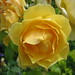 Evelyn Rose Photo 38