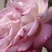 Rose Unger Photo 10