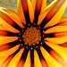 Linda Behrens Photo 32