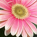 Rose Rosado Photo 17