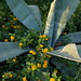 Marcia Harper Photo 34