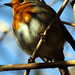 Robin Lincoln Photo 24