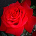 Rosa Rojas Photo 38