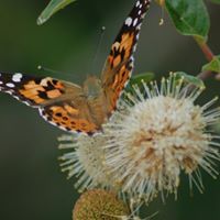 Karen Dougherty Photo 38