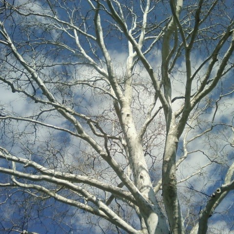 Diane Fisher Photo 6