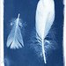 Anna Atkins Photo 37