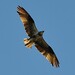 Kevin Loiacono Photo 5