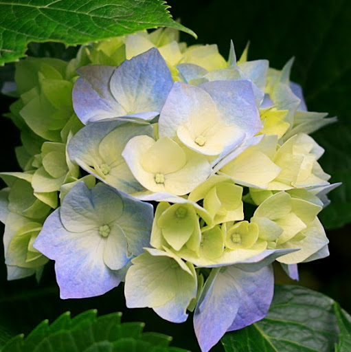 Rose Echevarria Photo 9