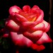 Carmen Flowers Photo 22