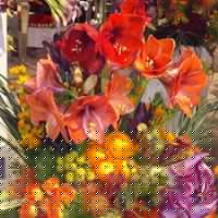 Nancy Mcdermott Photo 16