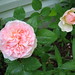 Evelyn Rose Photo 39