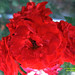 Rose Rojas Photo 26