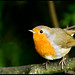 Robin Crouch Photo 6